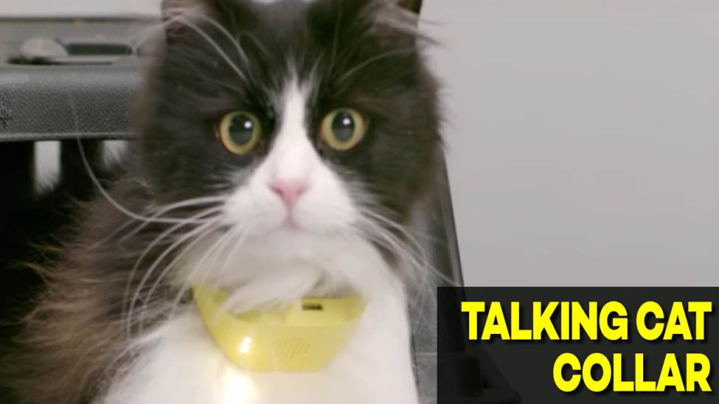 image about talking cat collar